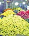 விநாயகர் சதுர்த்தி விழா முடியும் நிலையில் பூக்களின் விலை குறைந்தது Dinakaran Chennai