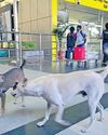 நாய்கள் தொல்லை அதிகரிப்பு பயணிகள், ஊழியர்கள் கடும் அச்சம் நாய்கள் தொல்லை அதிகரிப்பு பயணிகள், ஊழியர்கள் கடும் அச்சம்6