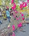 பெரம்பூர் பேருந்து நிறுத்தத்தில் மரக்கிளை முறிந்து விழுந்து 2 முதியவர்கள் படுகாயம்43