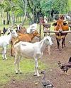 கோடைகால வெப்பத்தில் இருந்து கால்நடைகள், கோழிகள் பராமரிப்பு வழிகாட்டுதல் நெறிமுறைகள் - கால்நடை பராமரிப்புத்துறை இயக்குநர் விளக்கம்88