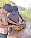 குடியிருப்பு பகுதிக்குள் புகுந்த முதலை27