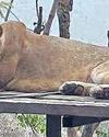 மத்திய பிரதேசத்தில் இருந்து வண்டலூர் உயிரியல் பூங்காவிற்கு ஒரு ஜோடி சிங்கங்கள் வருகை66
