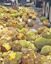 மாநகர பஸ்கள் நேருக்கு நேர் மோதி விபத்து54
