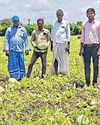 மீஞ்சூர் வட்டார பகுதிகளில் மழையால் பாதித்த தர்பூசணி பயிர்களை அதிகாரிகள் ஆய்வு99