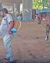 'கிளான்டர்ஸ்' தொற்றால் குதிரை உயிரிழப்பு நோய் தடுப்பு நடவடிக்கை தீவிரம்72