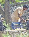 விலங்குகளுக்கு 'குளுகுளு' உணவுகள்5