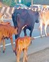 சென்னை-கொல்கத்தா நெடுஞ்சாலையில் சுற்றித் திரியும் மாடுகளால் விபத்து அபாயம்109