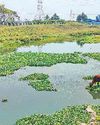 புறநகர் பகுதிகளில் சட்ட விரோதமாக தொழிற்சாலை கழிவுகள் கலப்பதால் மாசடைந்து வரும் அடையாறு ஆறு புறநகர் பகுதிகளில் சட்ட விரோதமாக தொழிற்சாலை கழிவுகள் கலப்பதால் மாசடைந்து வரும் அடையாறு ஆறு57
