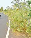 திருப்போரூர் - திருக்கழுக்குன்றம் சாலையில் போக்குவரத்திற்கு இடையூறாக வளர்ந்துள்ள செடிகள் திருப்போரூர் - திருக்கழுக்குன்றம் சாலையில் போக்குவரத்திற்கு இடையூறாக வளர்ந்துள்ள செடிகள்77