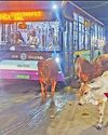 வீட்டில் பராமரிக்க வேண்டிய மாடுகள் சாலையில் உலா மாநகராட்சி கால்நடை காப்பகம் காட்சிக்கூடங்களாக மாறியதா? வீட்டில் பராமரிக்க வேண்டிய மாடுகள் சாலையில் உலா மாநகராட்சி கால்நடை காப்பகம் காட்சிக்கூடங்களாக மாறியதா?72