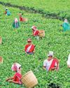 அசாமில் தேயிலை பறித்தபடி வாக்குசேகரித்த பிரதமர் மோடி6