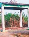 முட் புதர்களை அகற்றி மயானத்தை சீரமைக்க கோரிக்கை முட் புதர்களை அகற்றி மயானத்தை சீரமைக்க கோரிக்கை62