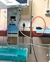 மபி அரசு மருத்துவமனையில் எலி கடித்து 2 பச்சிளம் குழந்தைகள் பலி7