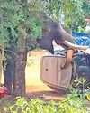 கேரளாவில் ஒரே நாளில் அடுத்தடுத்து சம்பவம் யானை மிதித்து பாகன் உள்பட 2 பேர் பலி3