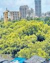மாங்குரோவ் காடுகளை அழிப்பதற்கு ஆர்வலர்கள், பொதுமக்கள் எதிர்ப்பு41