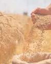 Wheat procurement at MSP surpasses 250 lakh tonne, 21 lakh farmers benefitted28