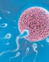 Study finds supplements like zinc, folic acid do not enhance male fertility63