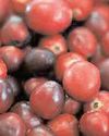 Cranberry extracts could emerge as treatment for colon cancer36