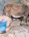Can donkey milk substitute cow and breast milk? Can donkey milk substitute cow and breast milk?