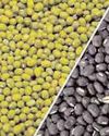 Centre to procure moong, urad from MP, UP to benefit farmers24