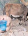 Can donkey milk substitute cow and breast milk? Can donkey milk substitute cow and breast milk?45