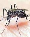 New study claims to have found root of fatal malaria infection New study claims to have found root of fatal malaria infection44