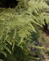 FUZZY FERN FUZZY FERN2