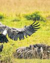 The Unwitting Environmentalists Fighting Poachers: Vultures