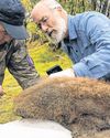 Scientists Extract New Secrets Of the Woolly Mammoth53