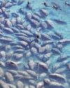 At a Florida Hot Spot, Oh the Huge Manatees7