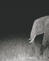 An Engaging Return to the Wild An Engaging Return to the Wild24