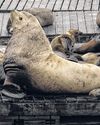 San Francisco Is Going Nuts Over a Giant Sea Lion0