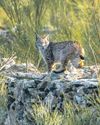 In Search of Spain's RARE IBERIAN LYNX64
