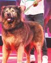 Breeder's Rs500 million wolfdog claim busted Breeder's Rs500 million wolfdog claim busted40