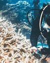 Coral reefs pushed to brink as bleaching crisis worsens27