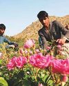 Saudi 'city of roses' offers fragrant reminder of desert's rare beauty25