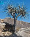 Ancient tree valued for medical benefits reappears in Saudi Arabia Ancient tree valued for medical benefits reappears in Saudi Arabia