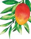 Mango mania Mango mania
