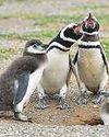 BJP legislator wants local names for penguins37