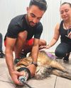 Dubai Marina fire: How golden retriever trapped for 27 hours in flat was rescued Dubai Marina fire: How golden retriever trapped for 27 hours in flat was rescued6