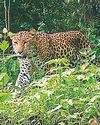 Endangered leopard snapped by camera traps in Bangladesh38