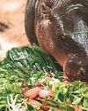 Thousands turn up for baby hippo’s 1st birthday29