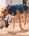 Dog wins hearts by caring for paralysed hen in Sharjah5