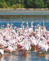 Abu Dhabi protected reserves global model for conservation16