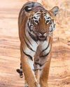 Two tigresses die at iconic Kolkata Zoo within 24 hours26