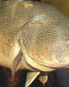 This Murray cod swam 860km, smashing records This Murray cod swam 860km, smashing records30
