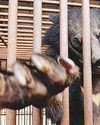 S. Korea to end breeding of bears, bile extraction S. Korea to end breeding of bears, bile extraction20