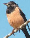 Winged guests fly in to Tamil Nadu's Thoothukudi Winged guests fly in to Tamil Nadu's Thoothukudi28