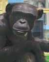 Chimp, who could identify Arabic numbers, dies18