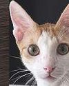 Dh3,000 reward to find cat missing for 45 days5